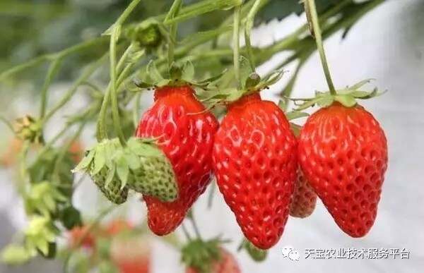 最新草莓品種，探索草莓世界的創(chuàng)新奇跡