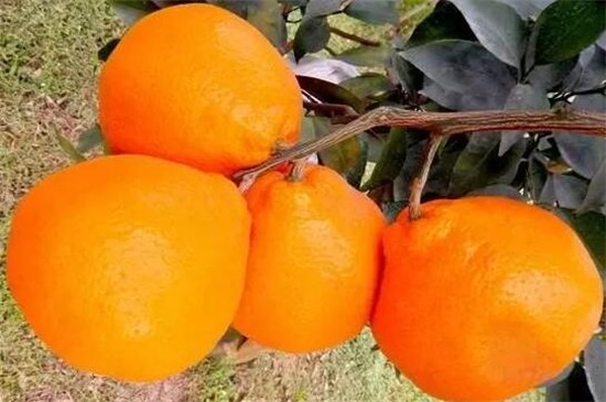 探索未來(lái)柑橘產(chǎn)業(yè)璀璨明珠，最新名貴柑橘品種揭秘