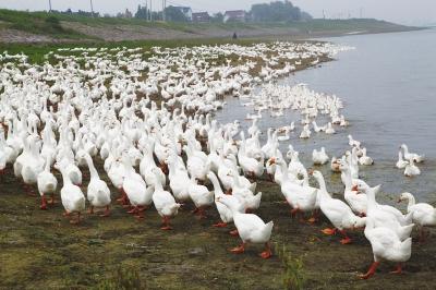 青草2017最新，生態(tài)、科技與藝術的完美融合