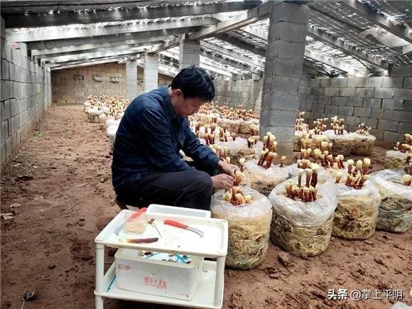 楊樹最新價(jià)格及市場趨勢分析概述