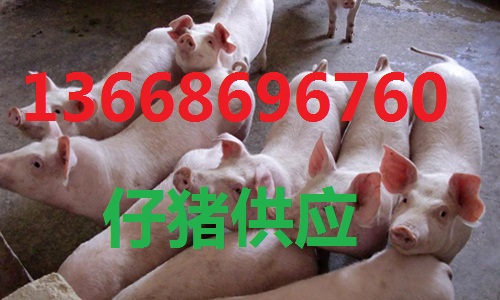 小豬今日最新價(jià)格及市場(chǎng)走勢(shì)與影響因素深度解析